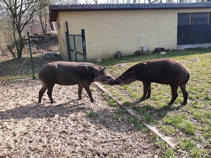 Tapir