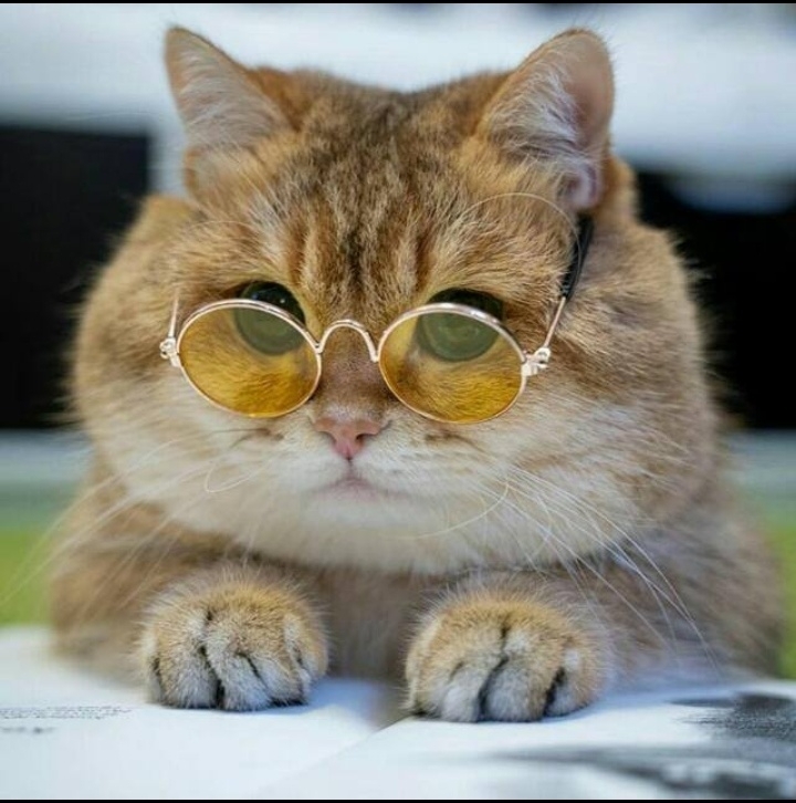 cat