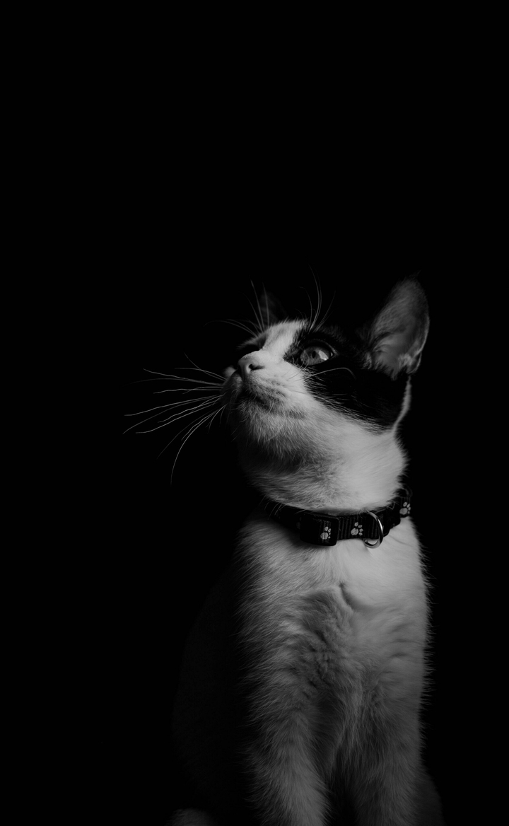 Cat (✴_✴)....❤