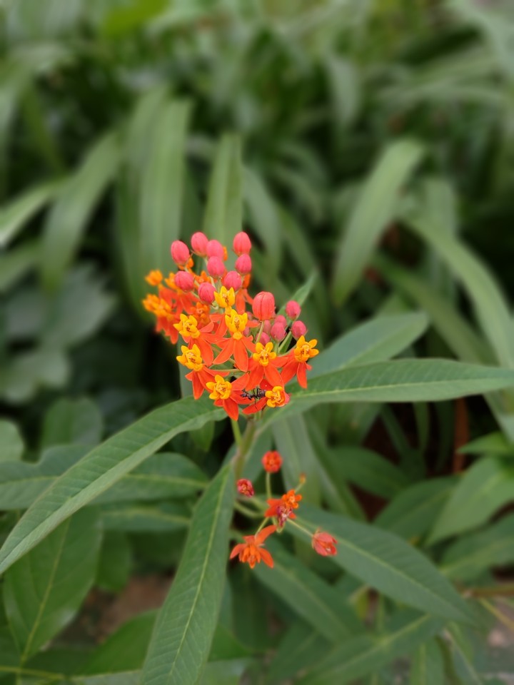 Flower!