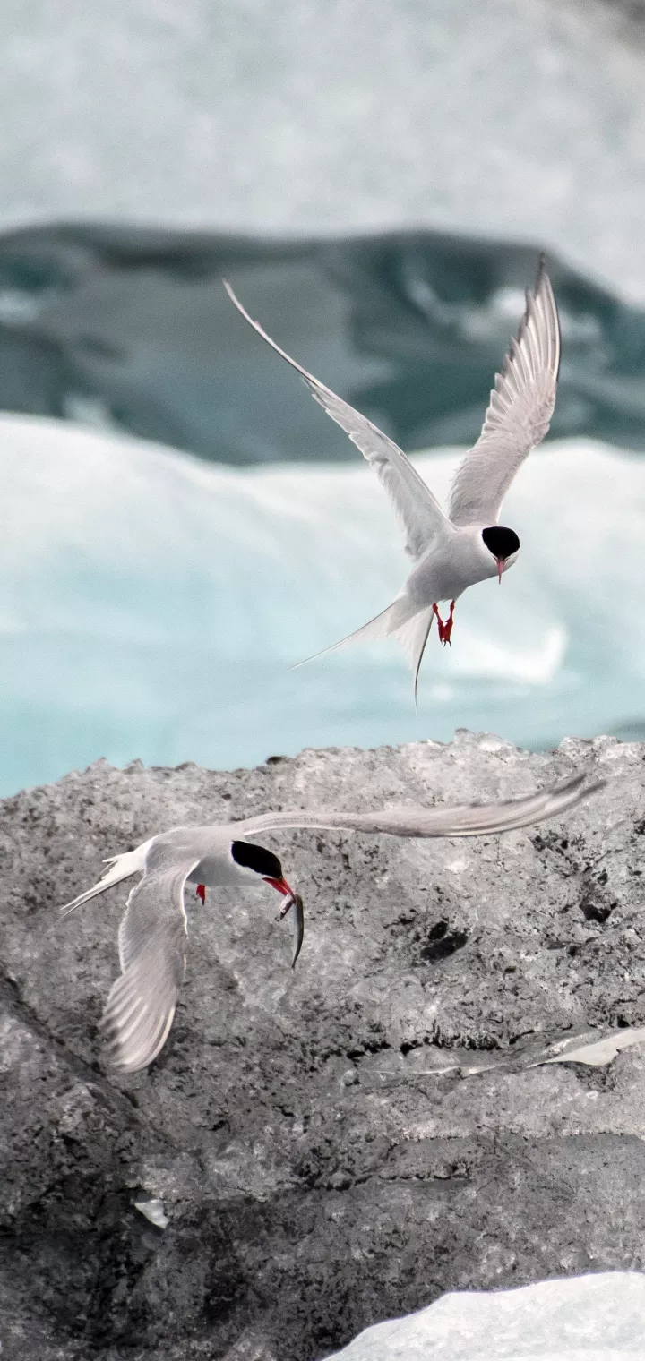 Sea bird