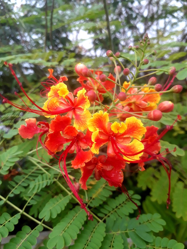 flower