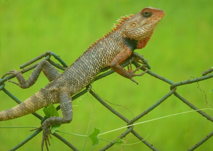 Oriental Garden Lizard
