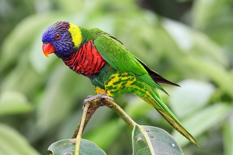 обои Tail, parakeet