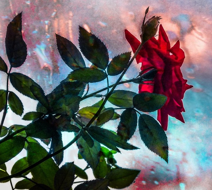 rose
