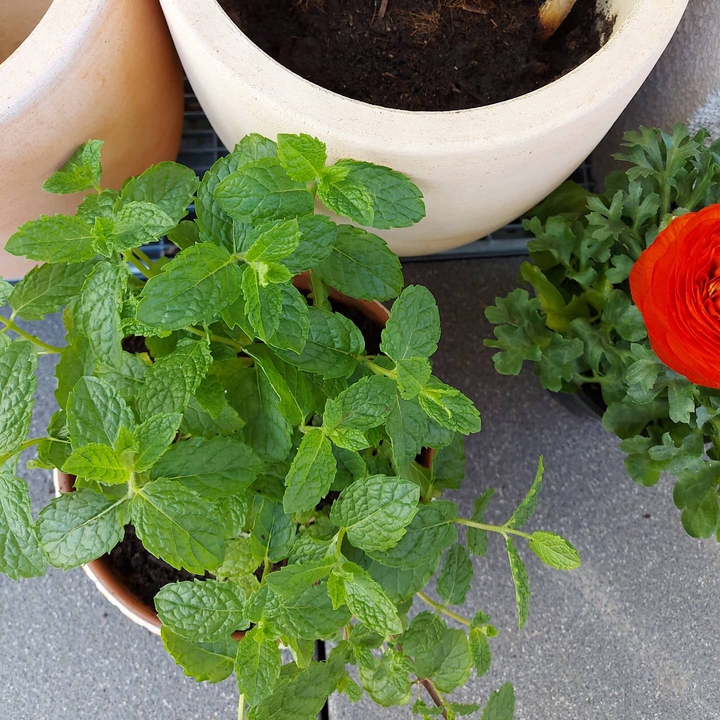 Plants
