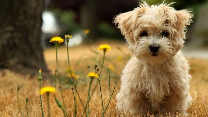 dog