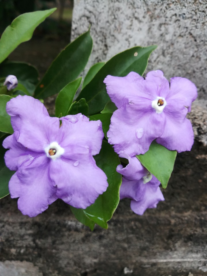 satisfying purple 