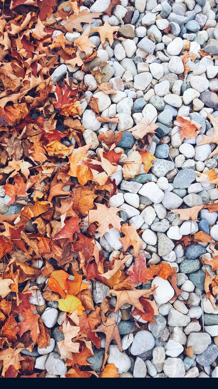 Fall 2.0
