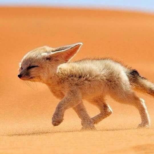 animal