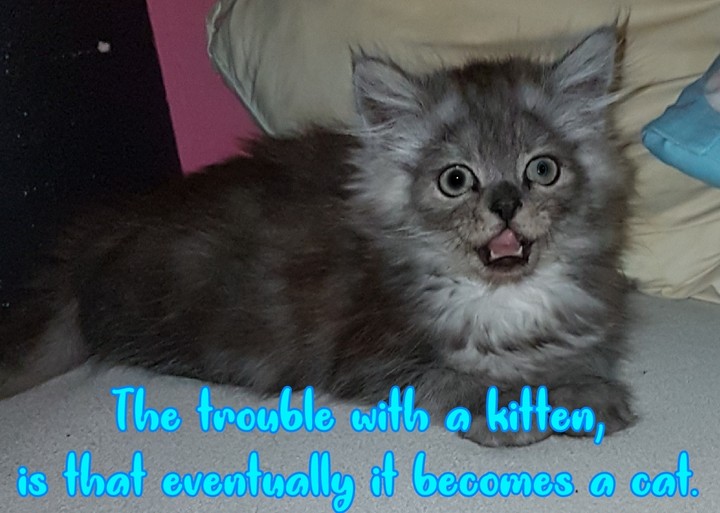 Kitten becomes a Cat.