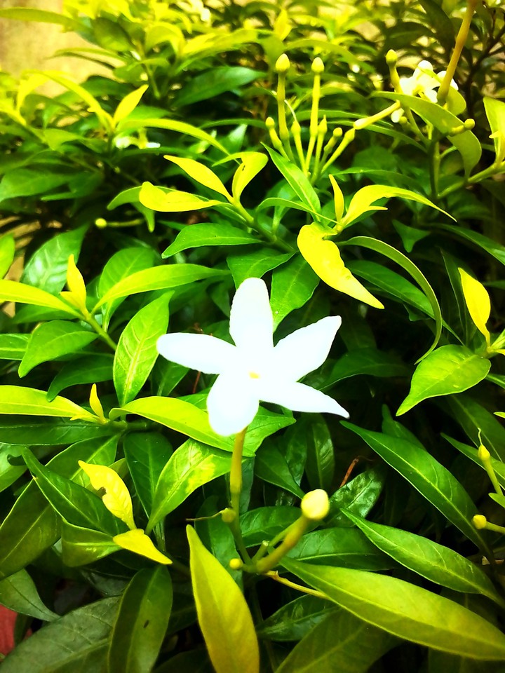 flower