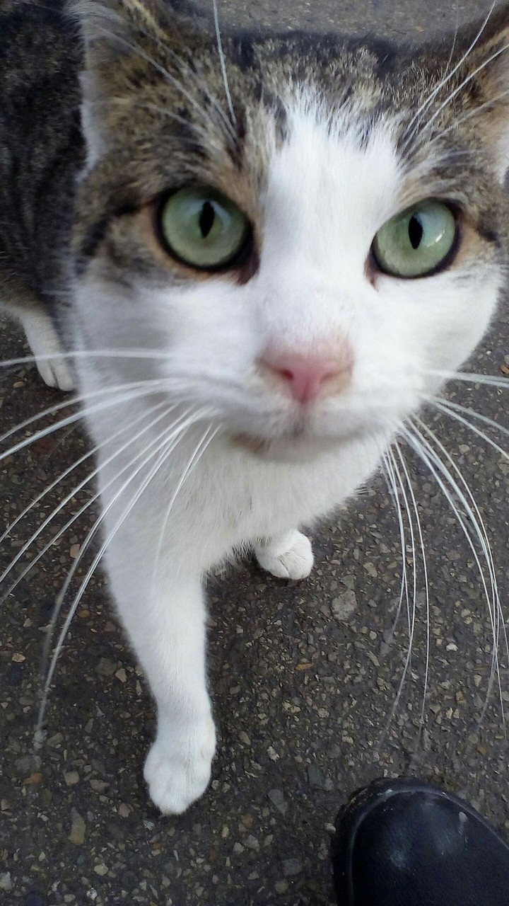 cat