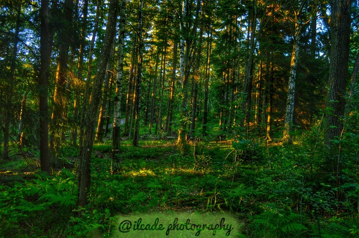 Deep inside The forest on sunset