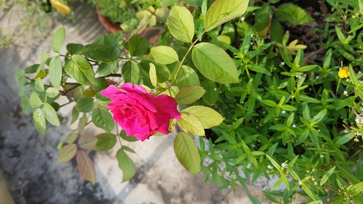 pink rose so beautiful