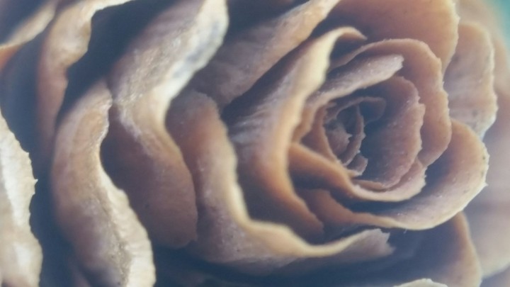 macro cone
