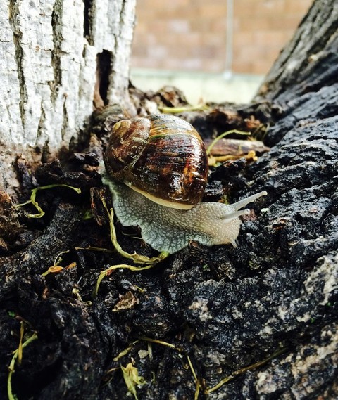 шпалери seashell, Snail