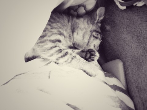 sleepy kitty