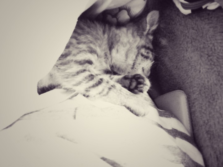 sleepy kitty