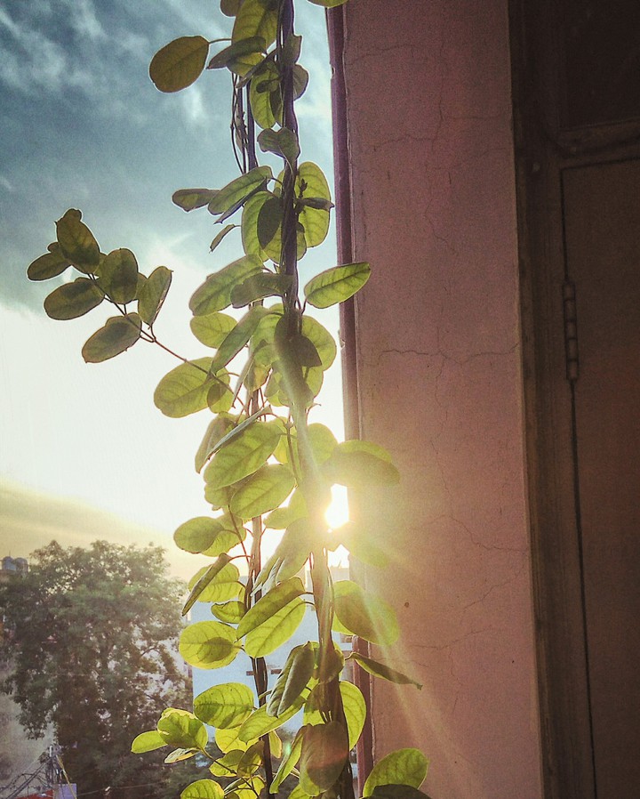 Rising Sunshine