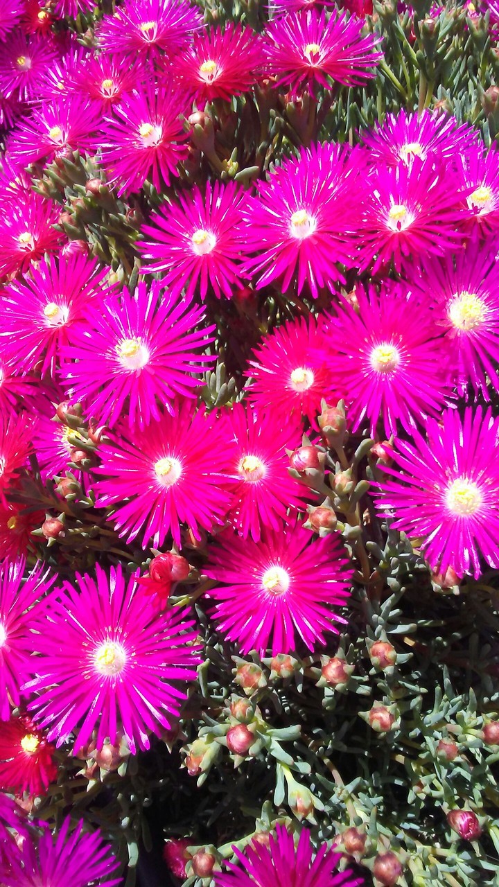 sidewalk flowers