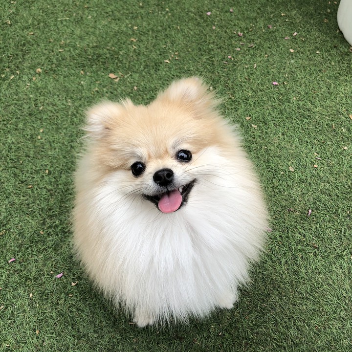 my puppy