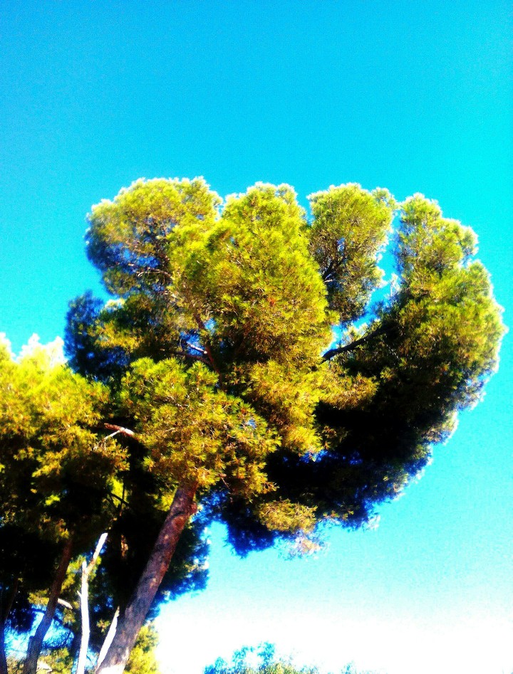 green tree ||