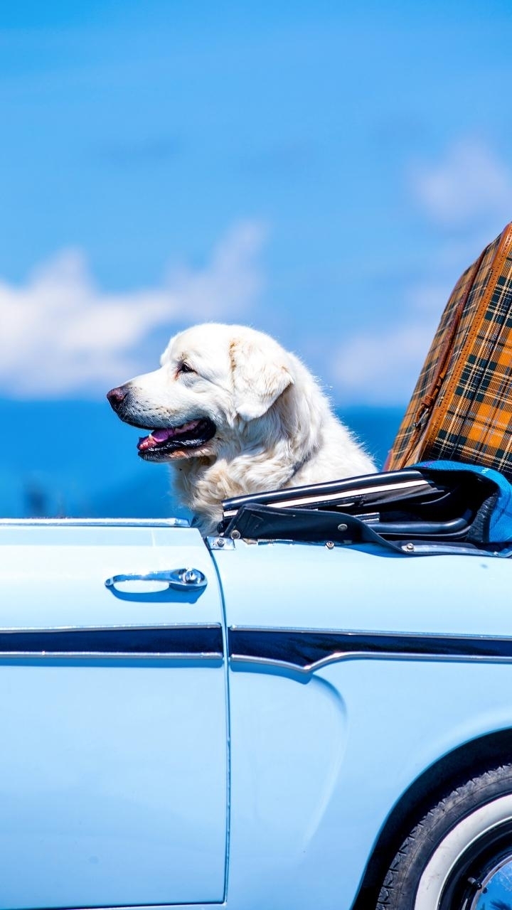 highway safari dog