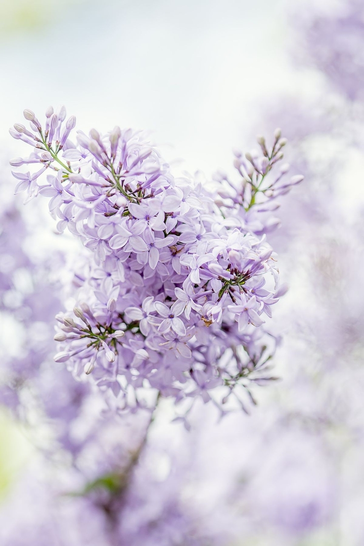 lilac