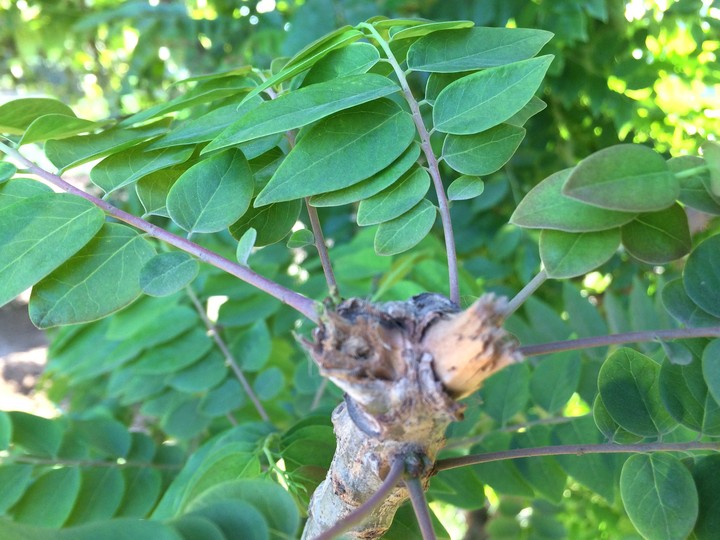 leaf