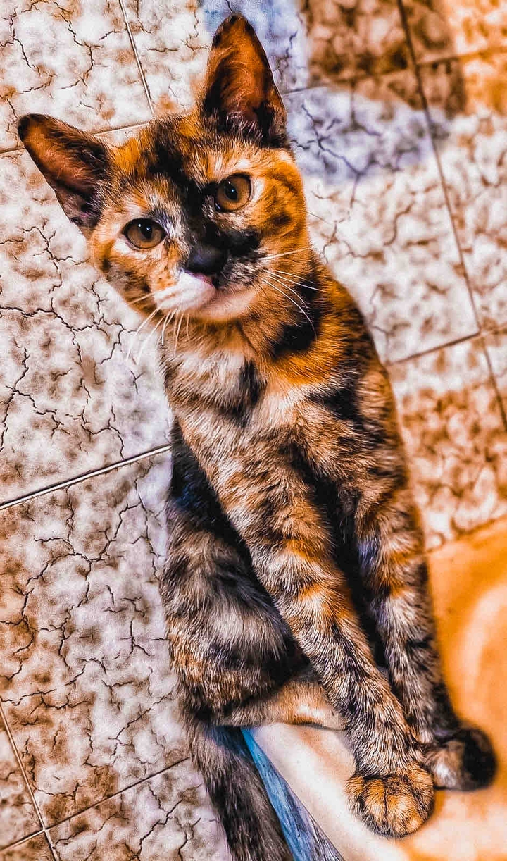 Jolie