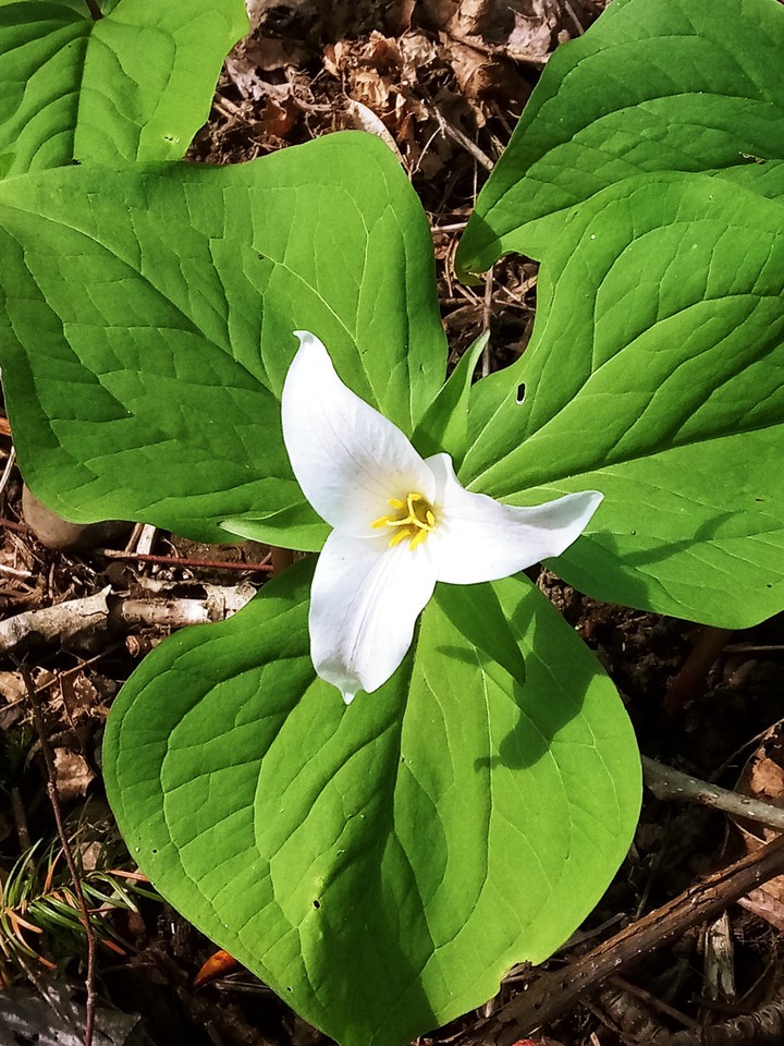 Trillium
