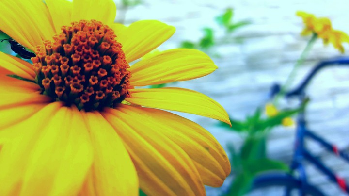 flower