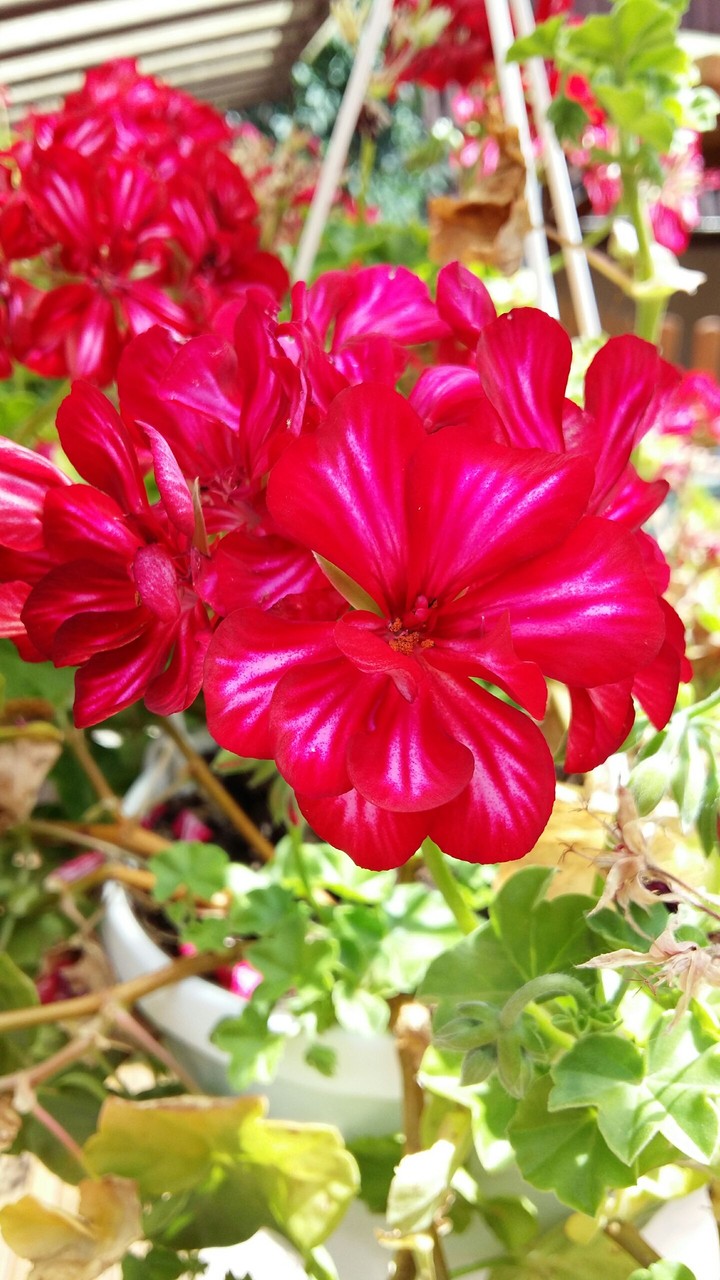 flower