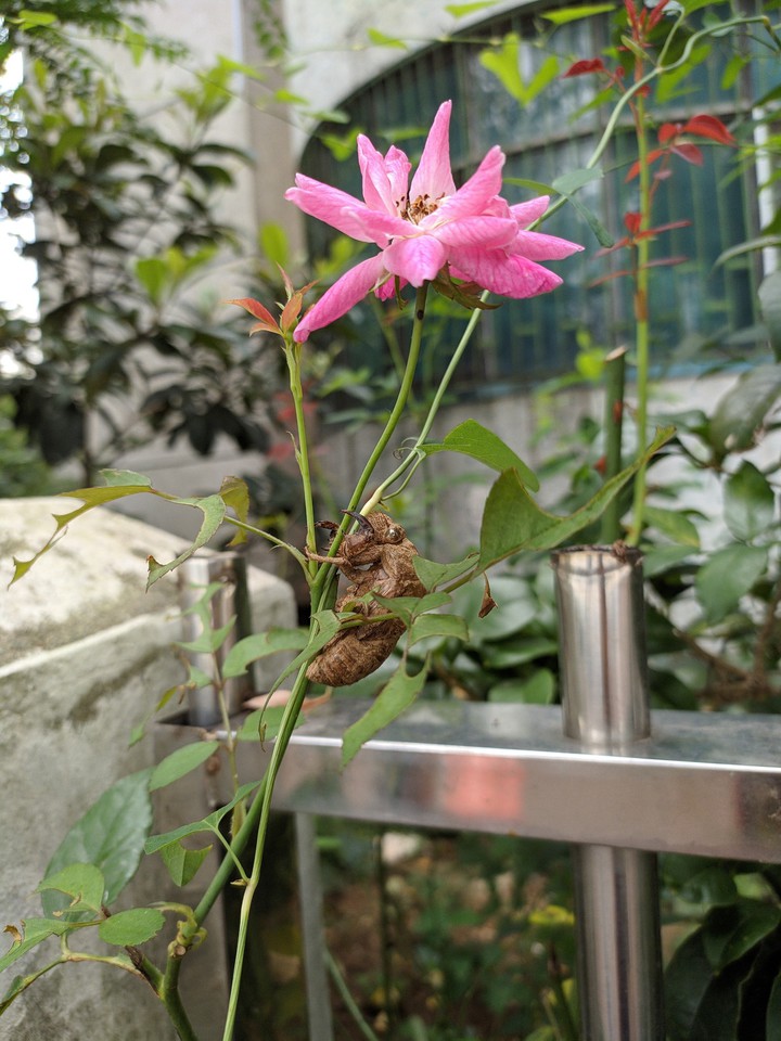 花与蝉