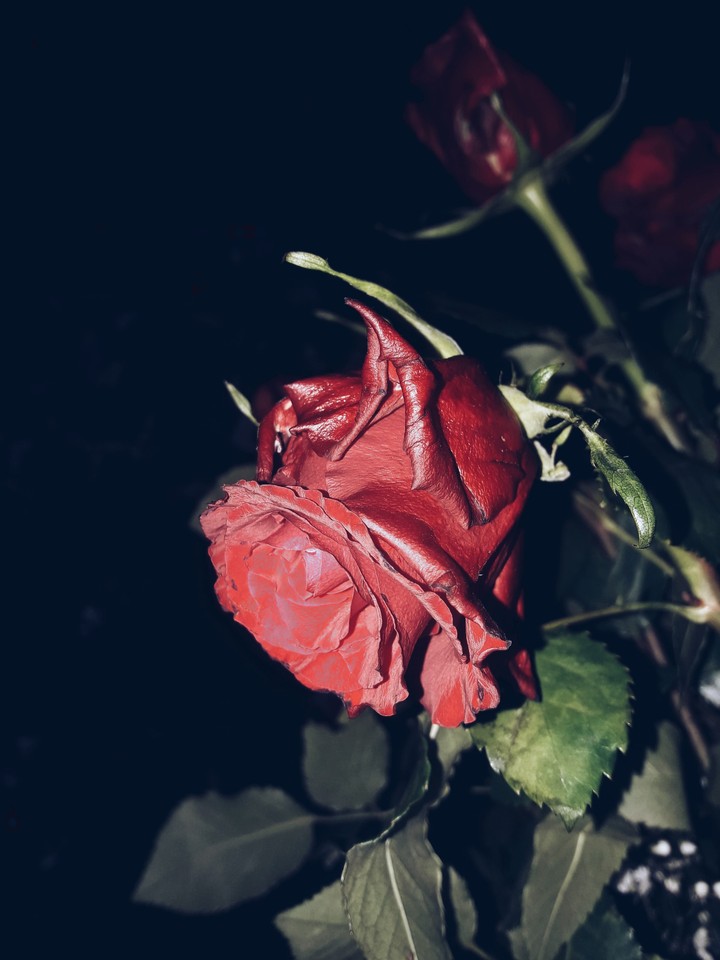 Rose