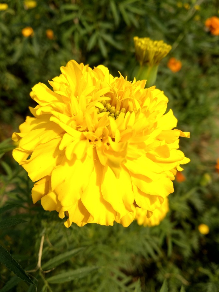 flower