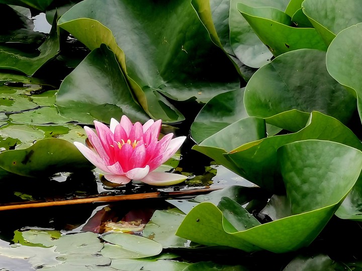 water lily