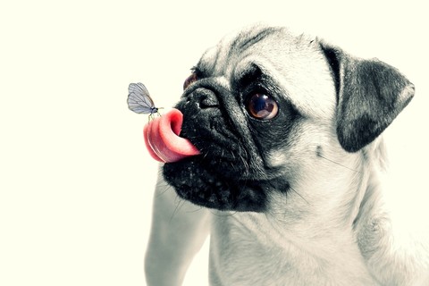pug with a friend