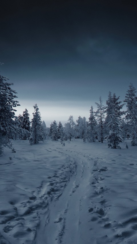 шпалери winter, forest