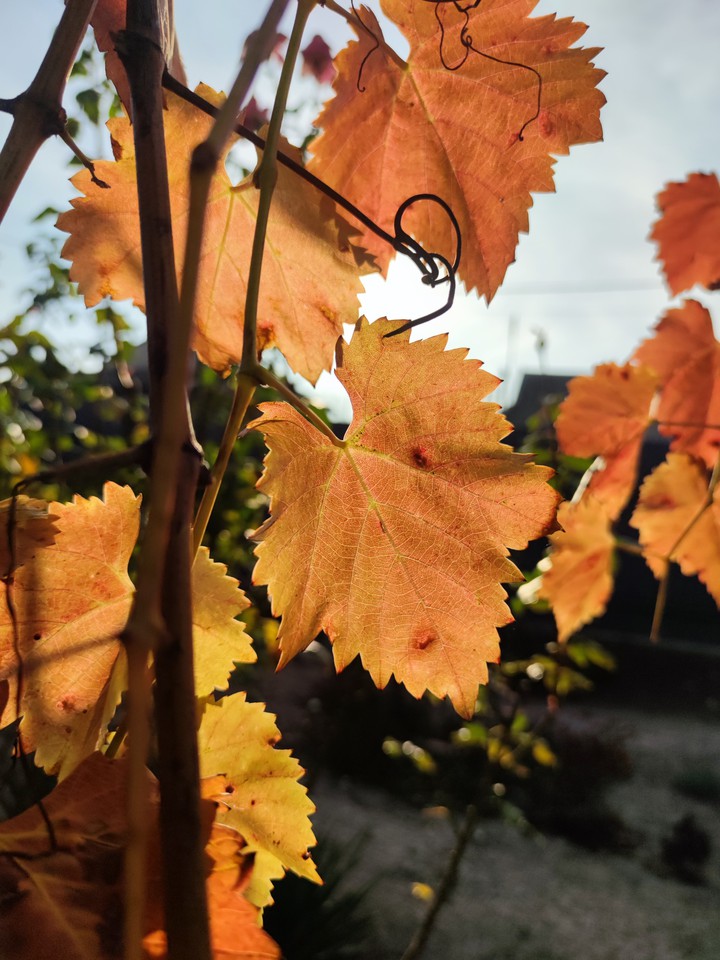 autumn