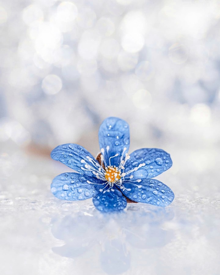 Blossom