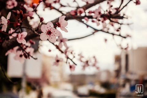 papéis de parede spring, blossom