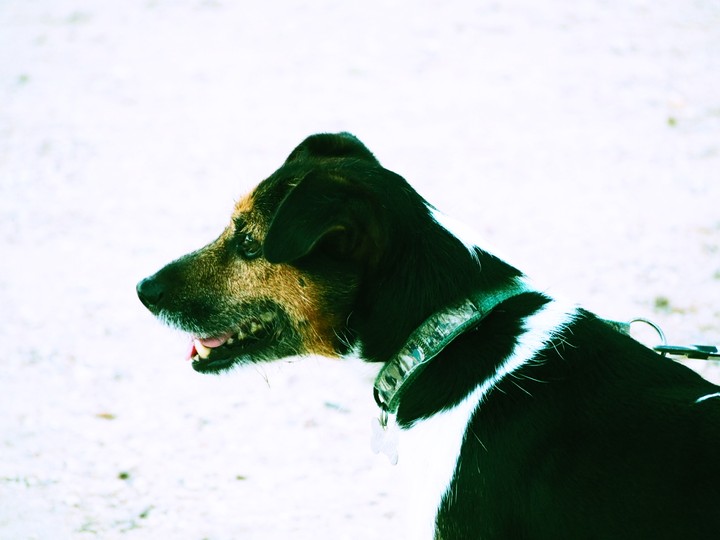Doggie