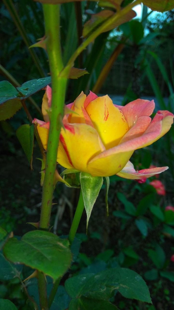 multicolor rose