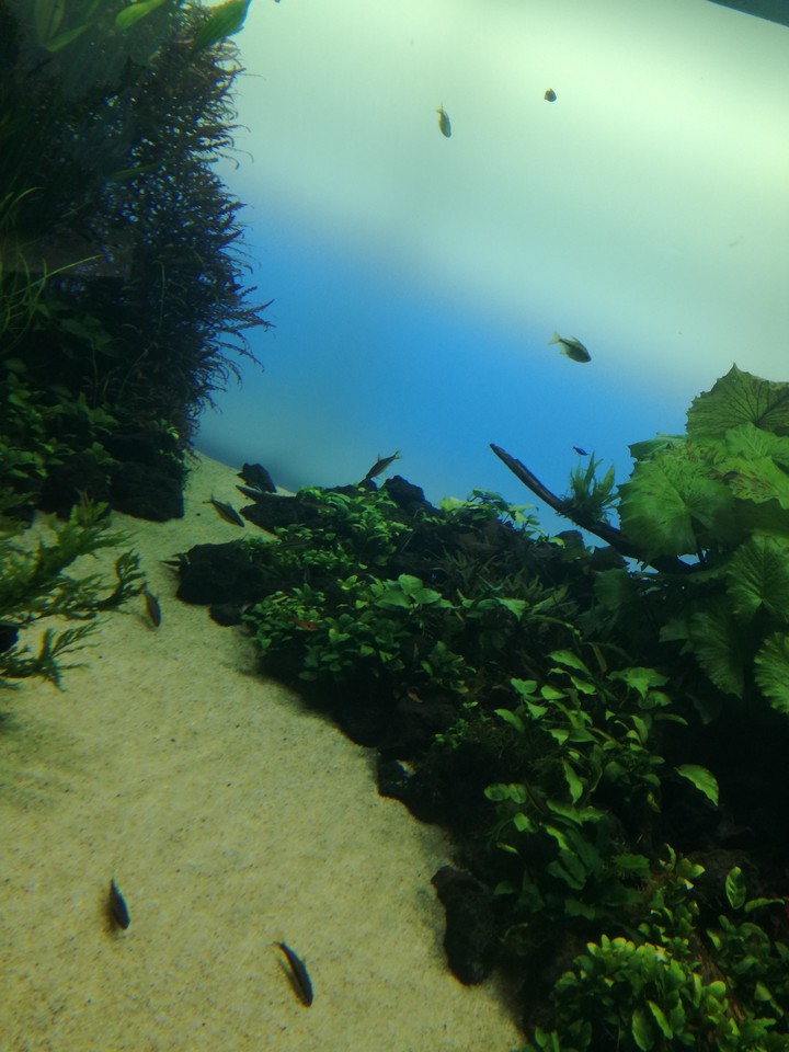 peixinhos
