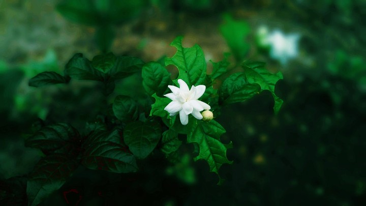 Is this in our garden.