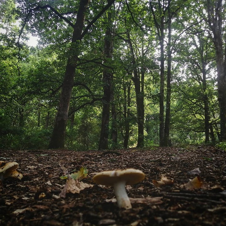 Le parc national de taza