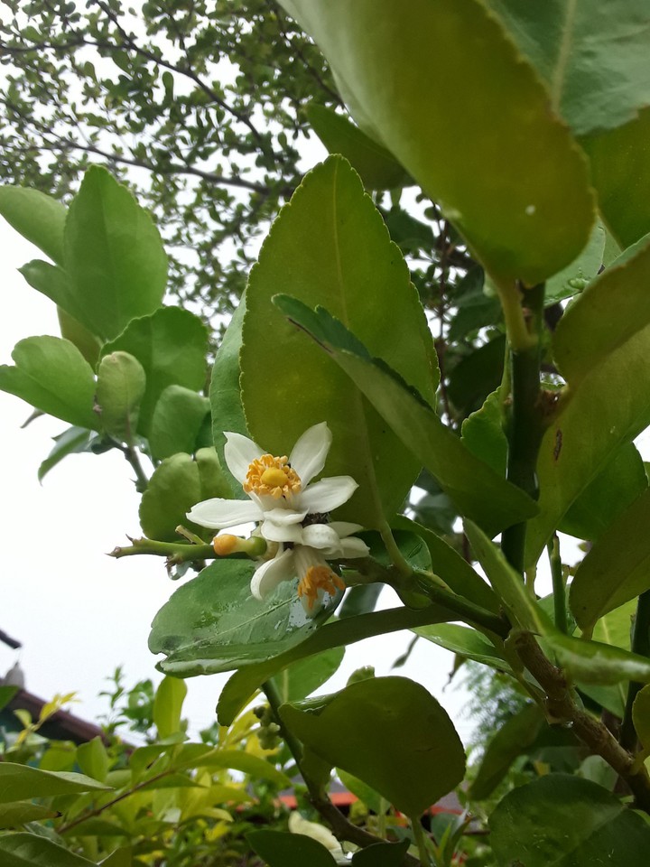 lemon blossom