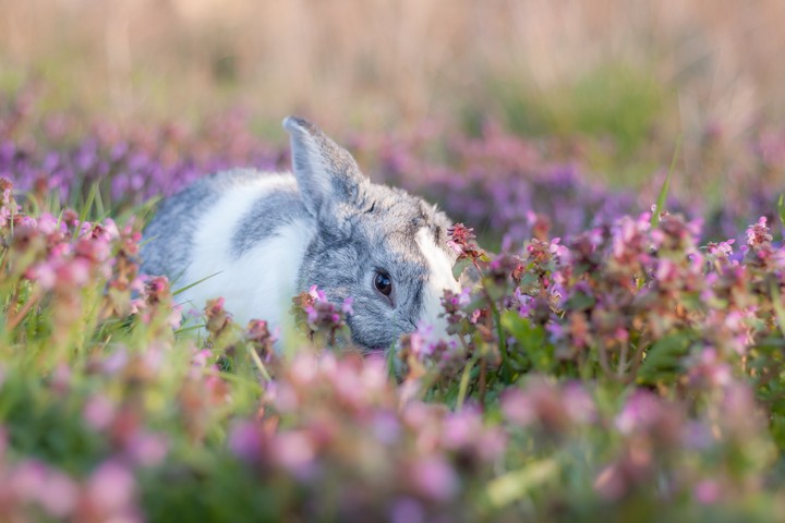 wildlife, Hare Hintergrundbilder